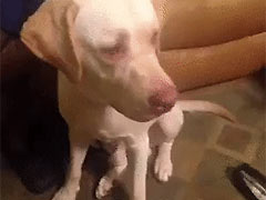 55555�����������ţ�������������