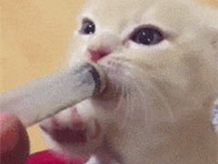 �����̵�С�����ˡ���