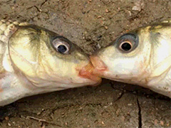 ˭Ҳ���ܰ����Ƿֿ�~