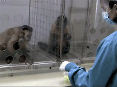 �Բۣ�������