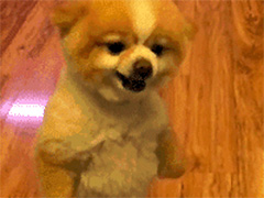 ץ��һֻ��å��