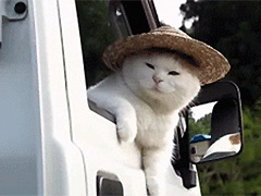 �����ɣ�����������