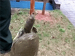 ��һ�μ�����������������