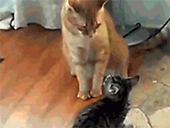 ������������һ����ʤ