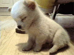 ���������ĸ���һ��