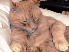 ���������ˣ�