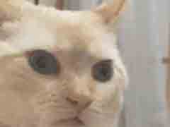 ��⣡��������