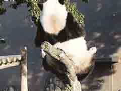 ����è������ԭ������Ϊ��