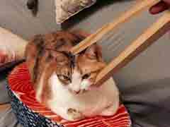 ��ʺ�� ����������ʧȥ��