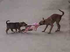 Ϊ�ˡ������ֵ�����Ȼ������