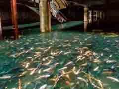 �ɰ��Ҽ�������