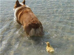 ɵ���ӣ��ǲ�����������