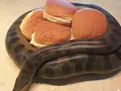 ͷ�ɶ�Ѫ����������ܶ�