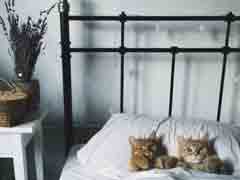 �صƣ�����Ҫ������